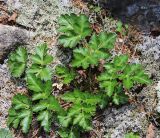 Kitagawia eryngiifolia. Молодое вегетирующее растение. Приморский край, Партизанский р-н, гора Ольховая, выс. 1560 м н.у.м., каменистая россыпь на южном склоне. 29.07.2020.