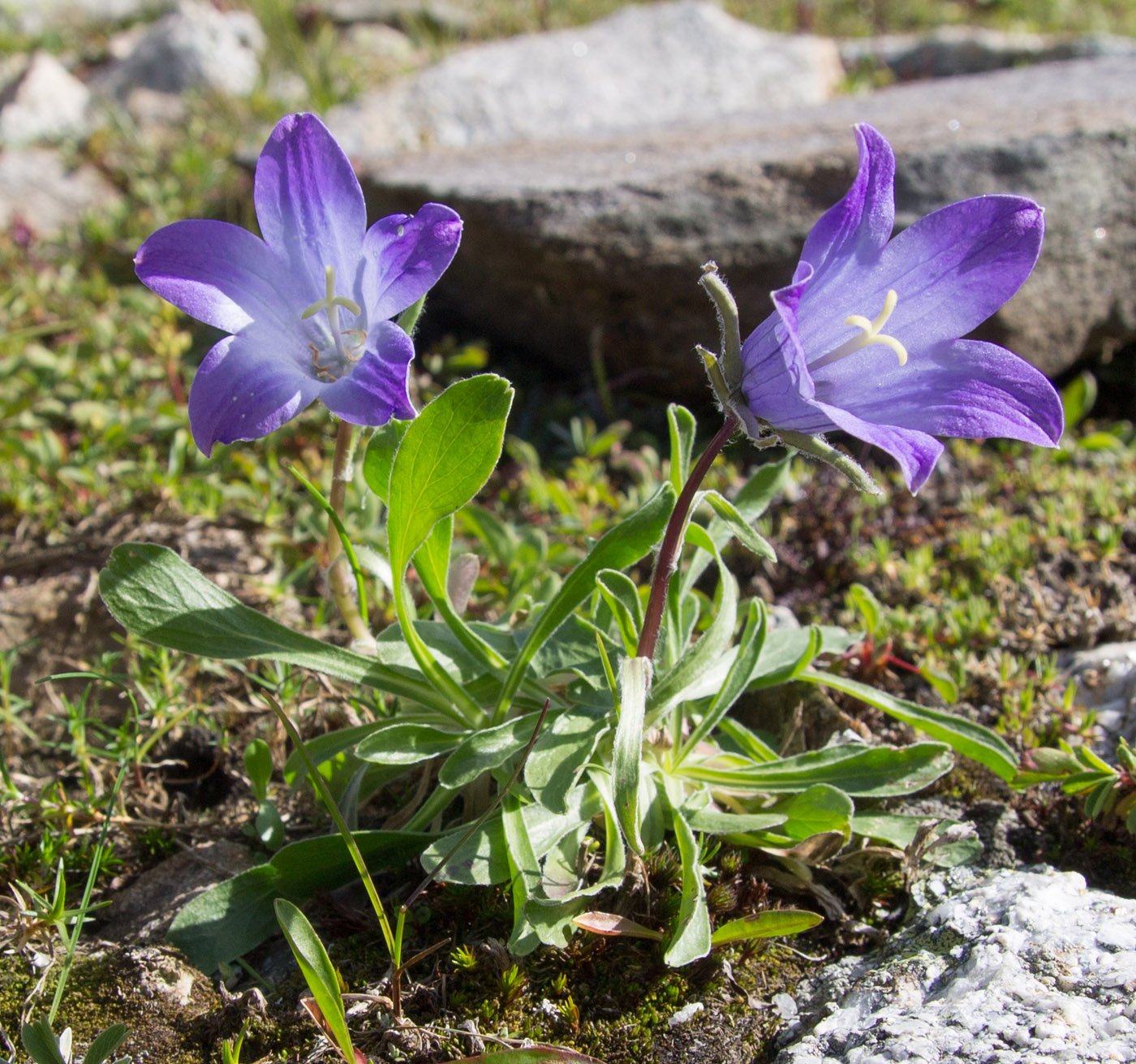 Изображение особи Campanula biebersteiniana.