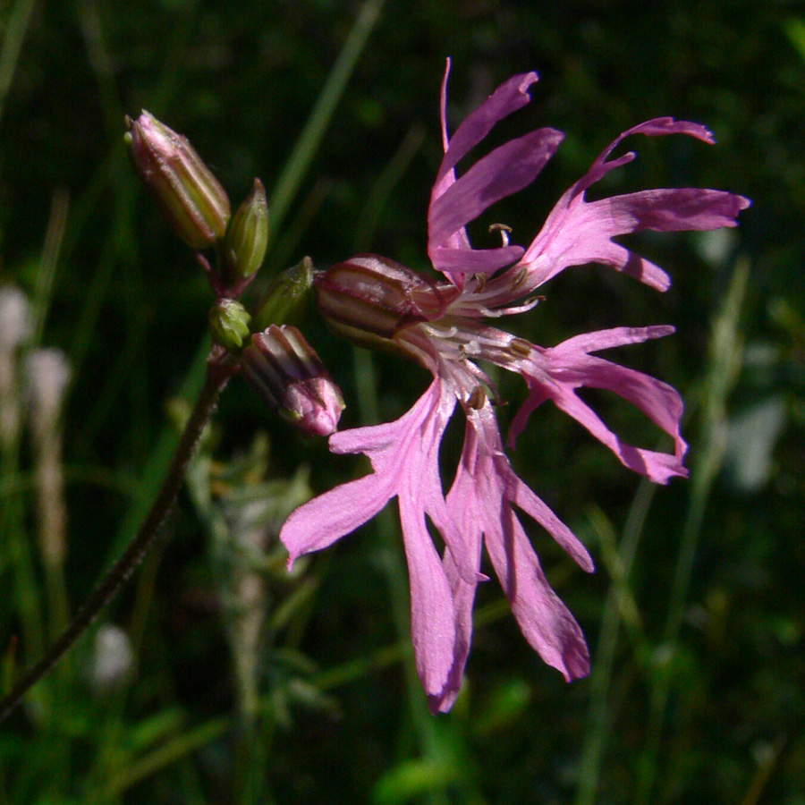 Изображение особи Coccyganthe flos-cuculi.