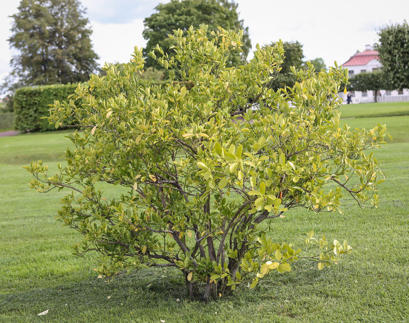 Изображение особи Euonymus japonicus.