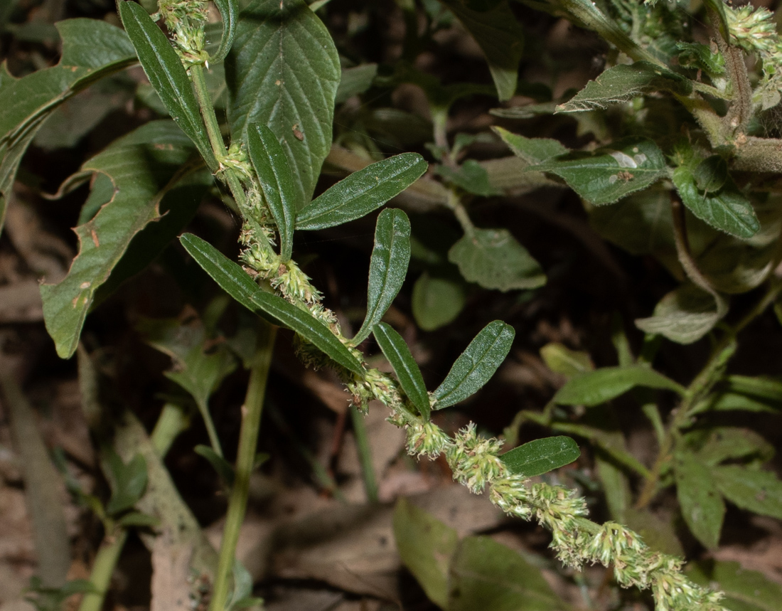 Изображение особи Amaranthus tuberculatus.