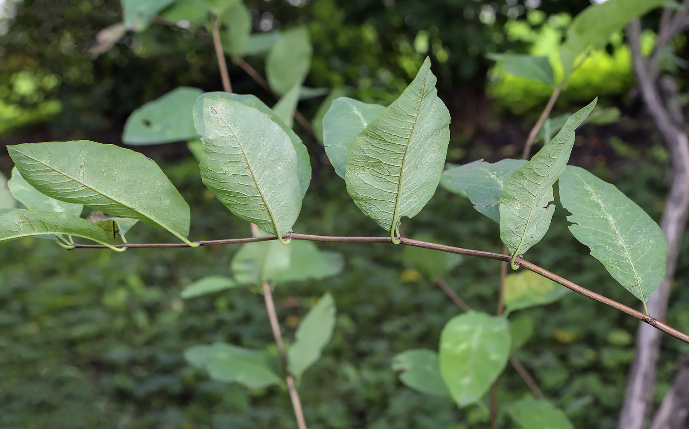 Image of Lonicera nervosa specimen.