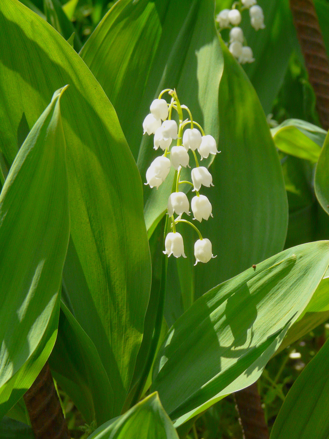 Image of Convallaria majalis specimen.