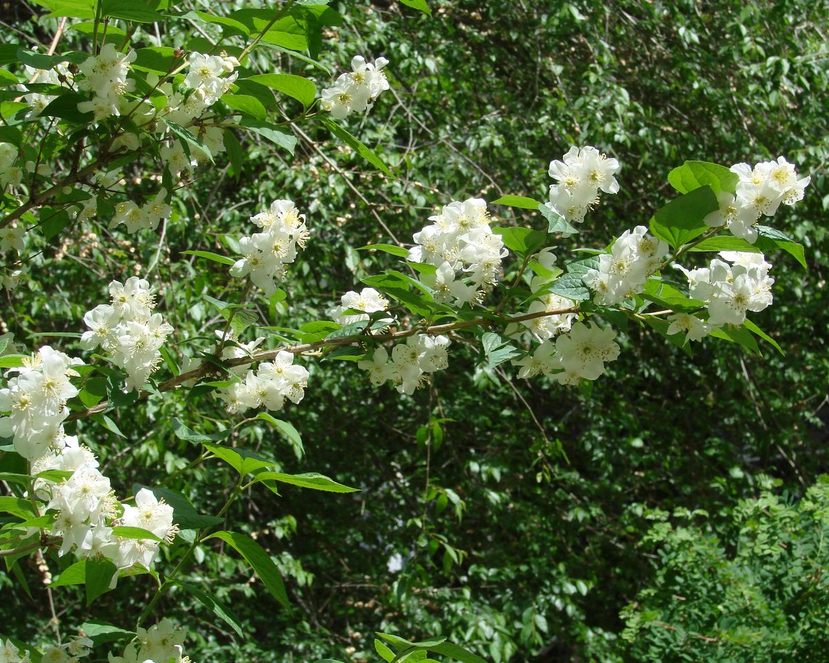 Image of Philadelphus tenuifolius specimen.