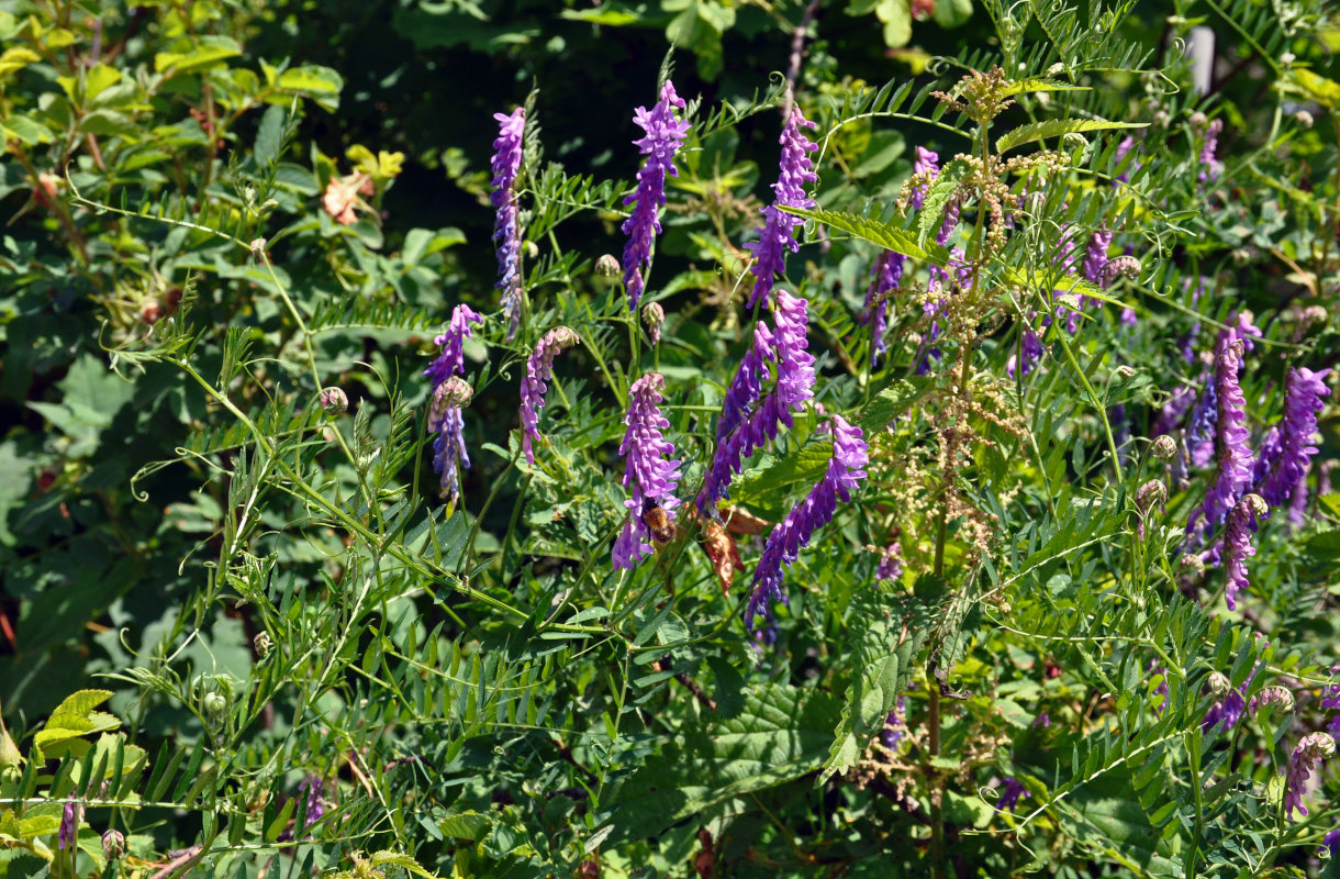 Image of Vicia cracca specimen.