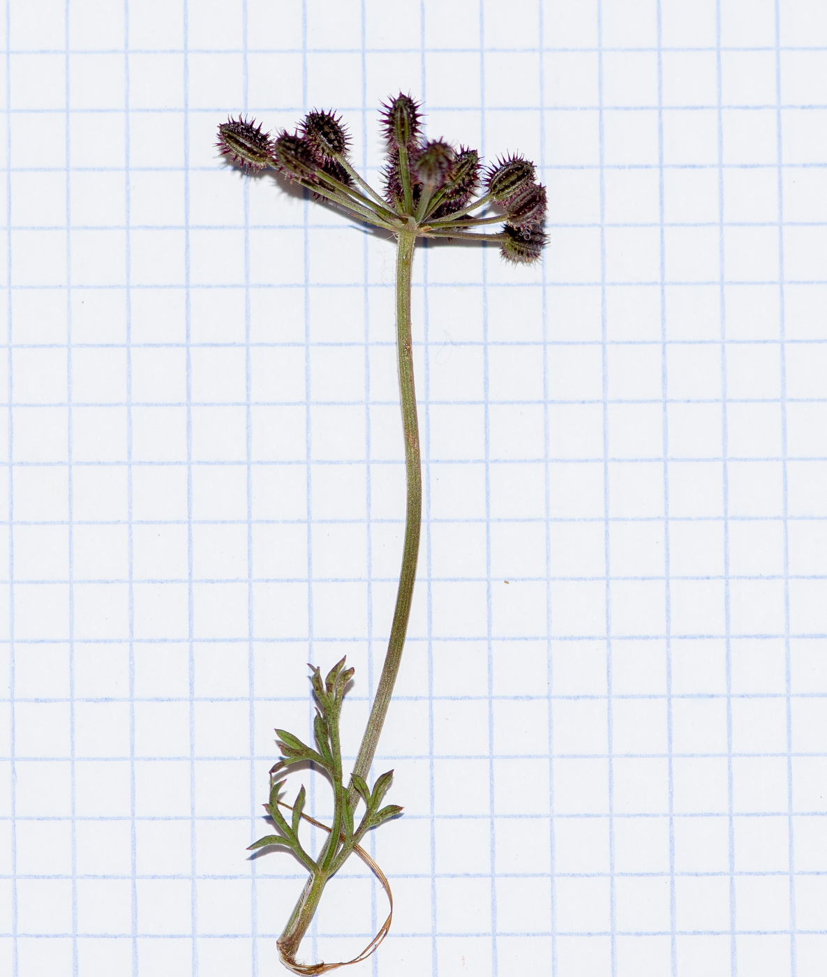 Image of Daucus montanus specimen.