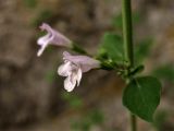 Clinopodium spruneri