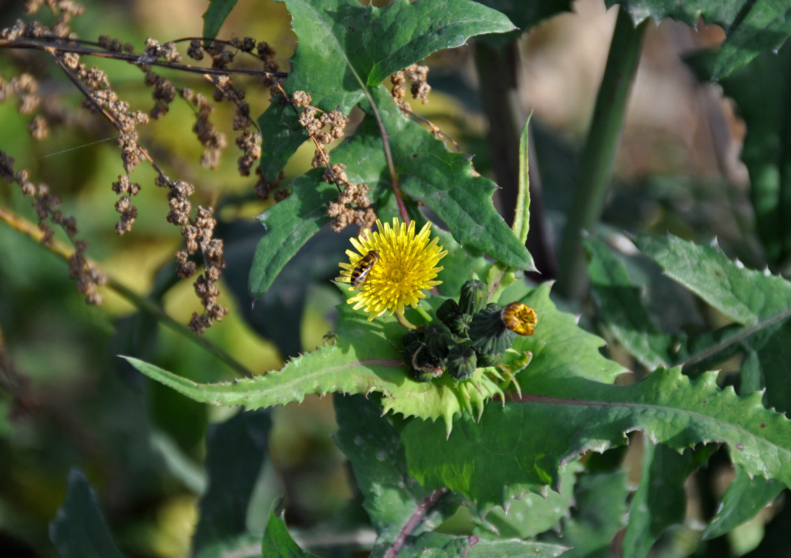 Изображение особи Sonchus oleraceus.