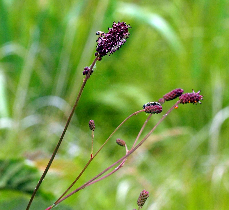 Image of Sanguisorba tenuifolia specimen.