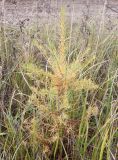 genus Larix