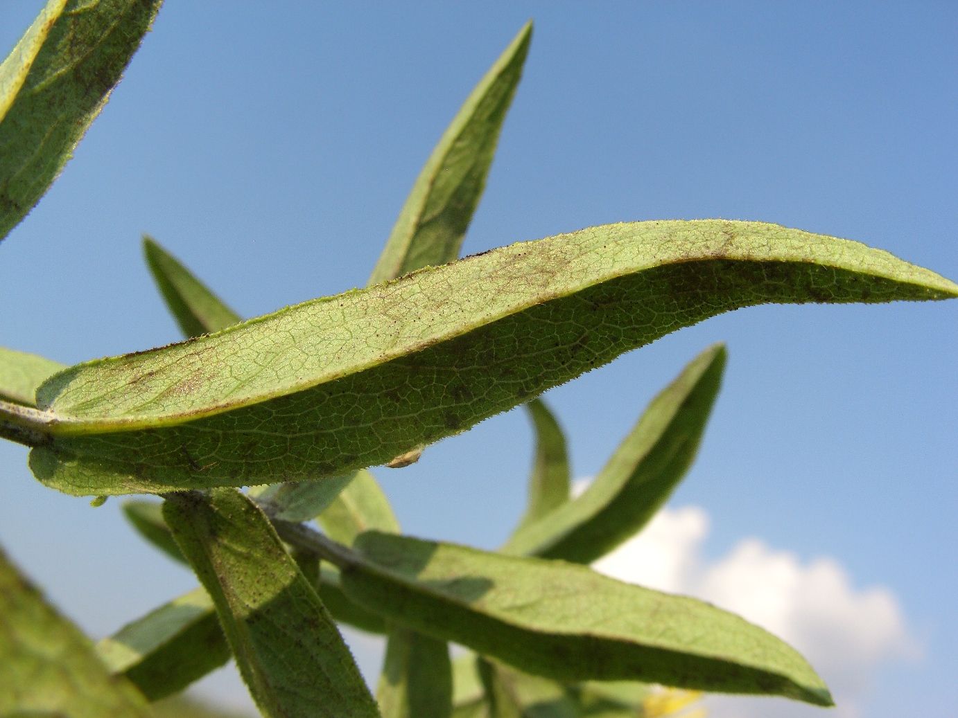 Image of Inula salicina specimen.