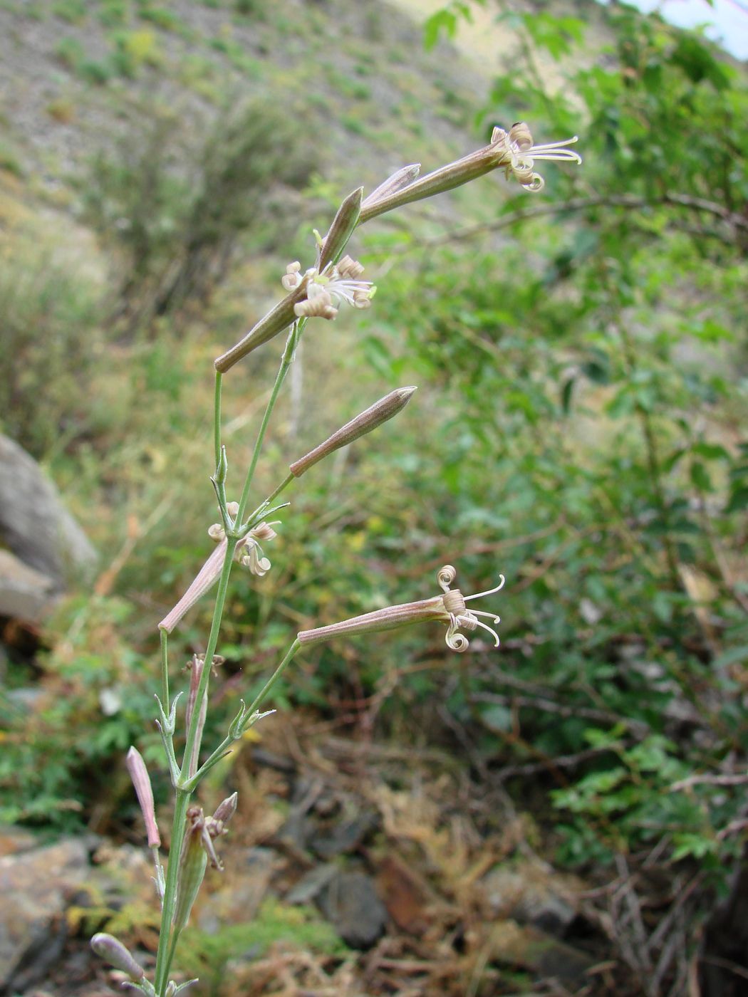 Image of Silene longicalycina specimen.