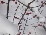 Cotoneaster horizontalis