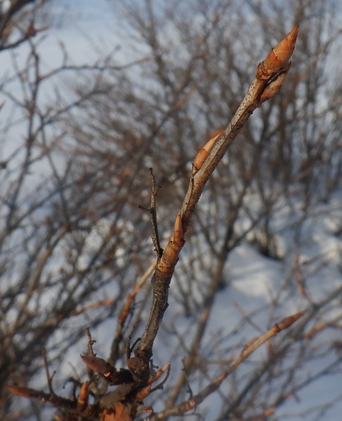 Image of Ribes alpinum specimen.