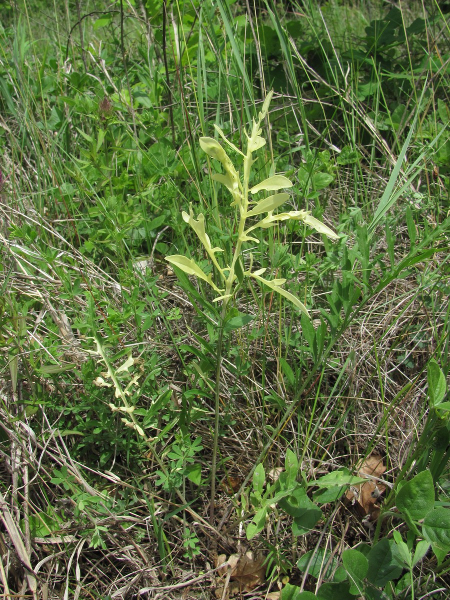 Изображение особи род Centaurea.