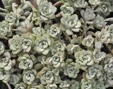 Sedum spathulifolium