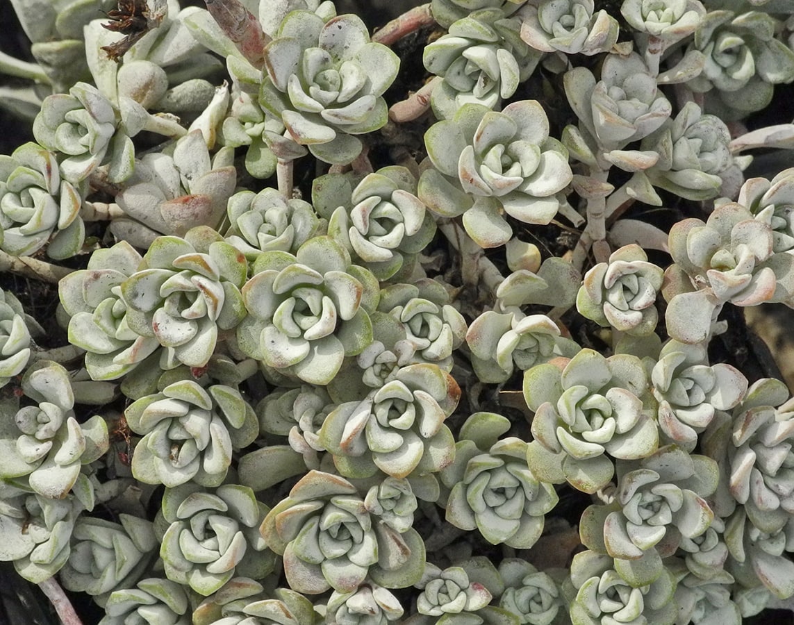 Image of Sedum spathulifolium specimen.