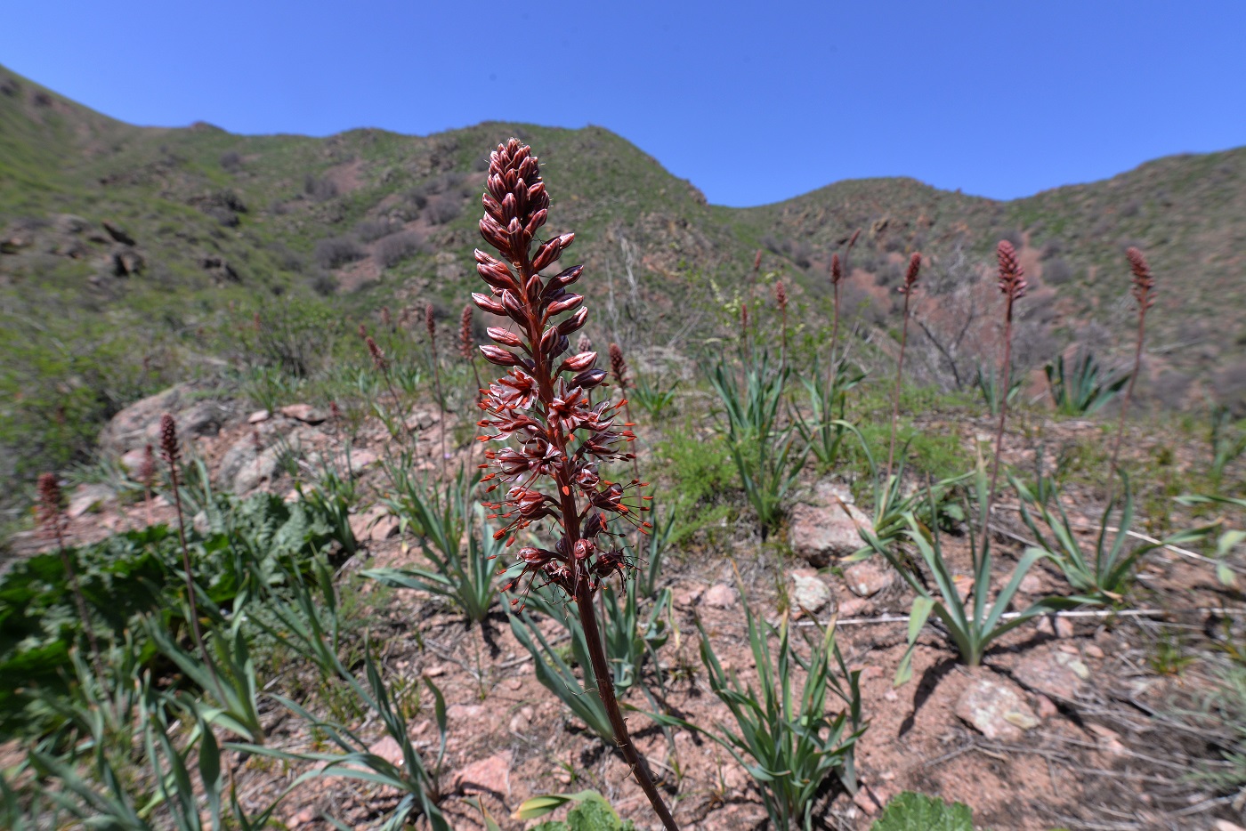 Изображение особи Eremurus cristatus.