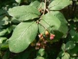 Cotoneaster melanocarpus. Верхушка побега с соцветиями. Хабаровск, около Краевой клинической больницы №1, в культуре. 08.06.2013.