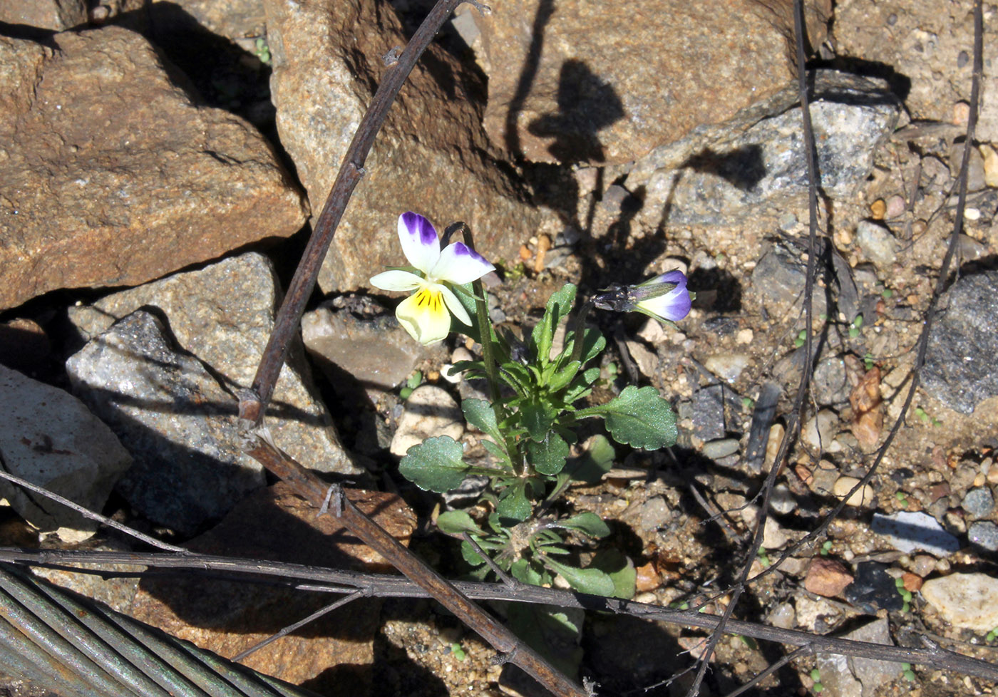 Image of Viola &times; contempta specimen.