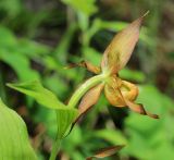 Cypripedium shanxiense