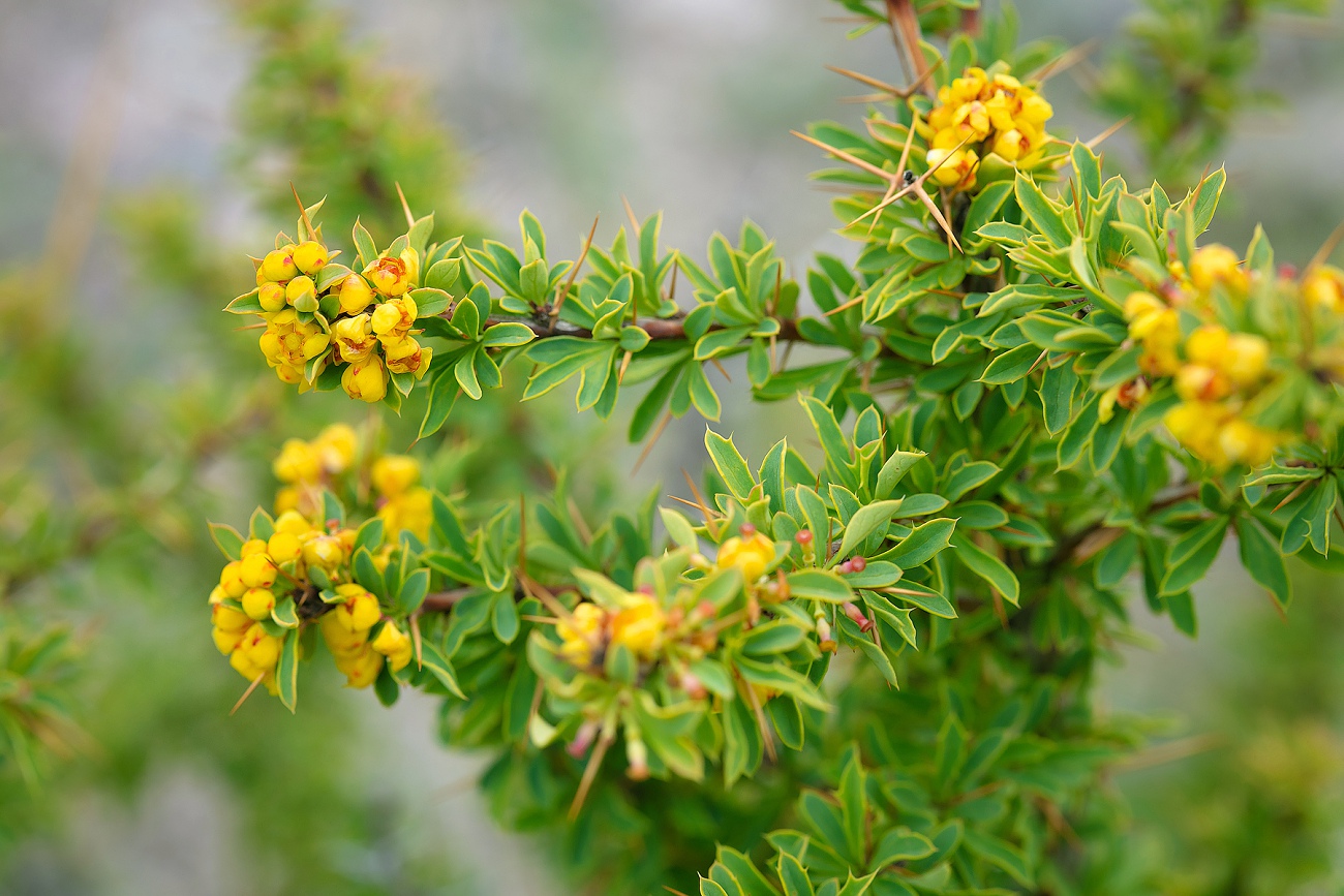 Image of Berberis kaschgarica specimen.