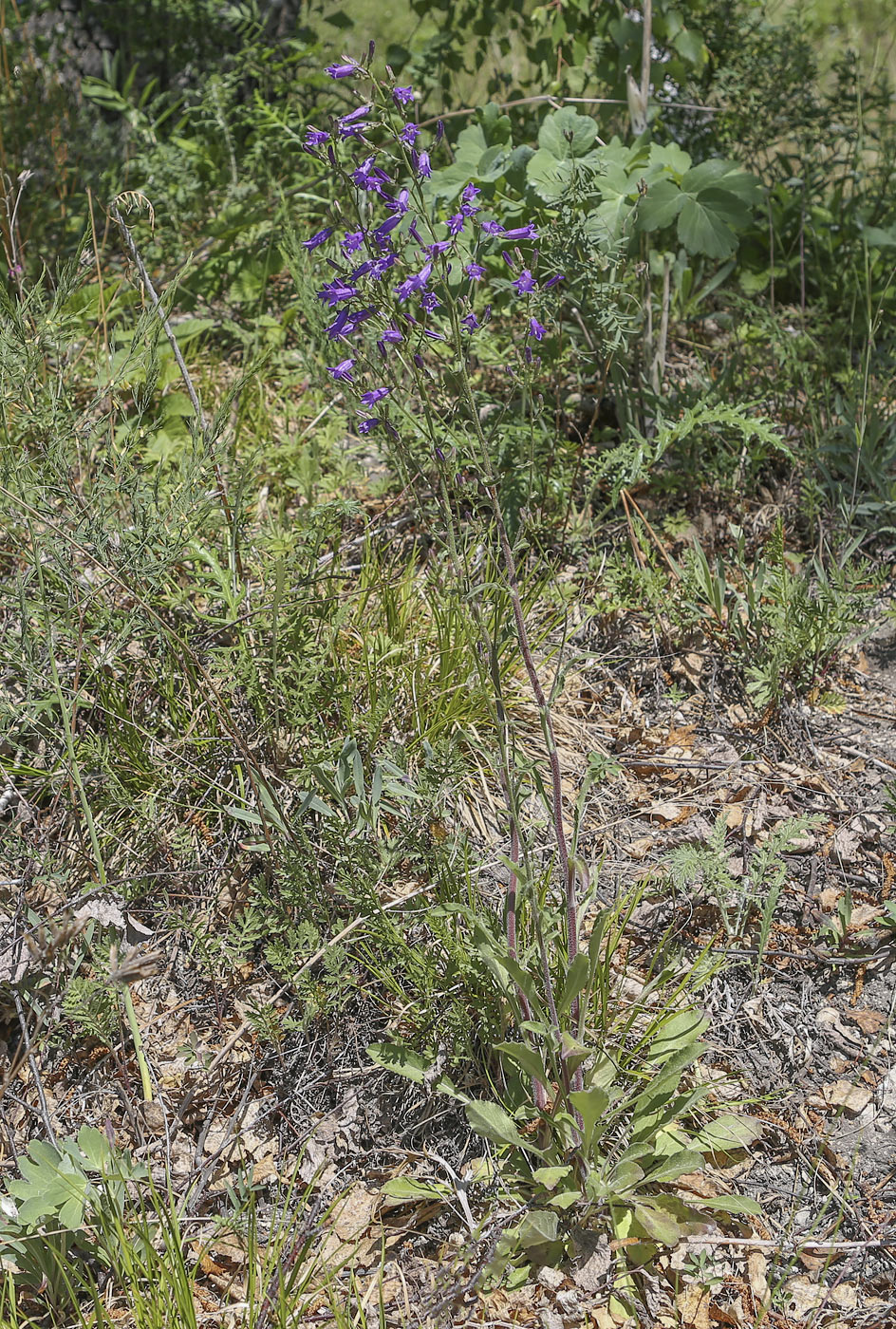 Image of Campanula sibirica specimen.