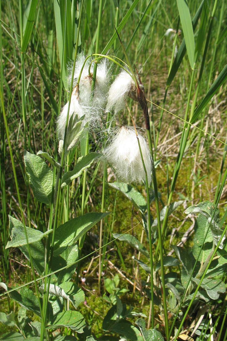 Image of Eriophorum angustifolium specimen.