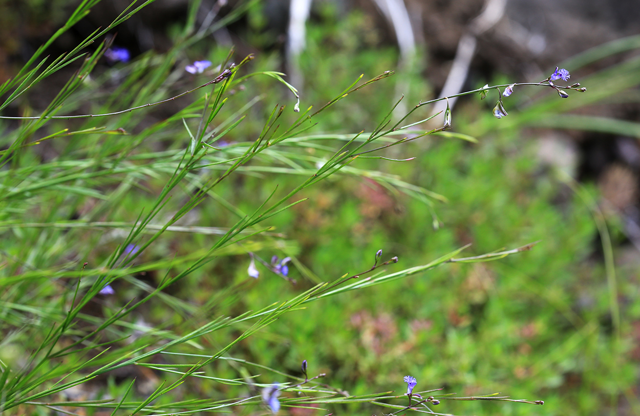 Изображение особи Polygala tenuifolia.