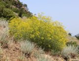 Bilacunaria microcarpos. Цветущее растение. Дагестан, окр. Махачкалы, хр. Нарат-Тюбе, степной склон. 17 июня 2021 г.