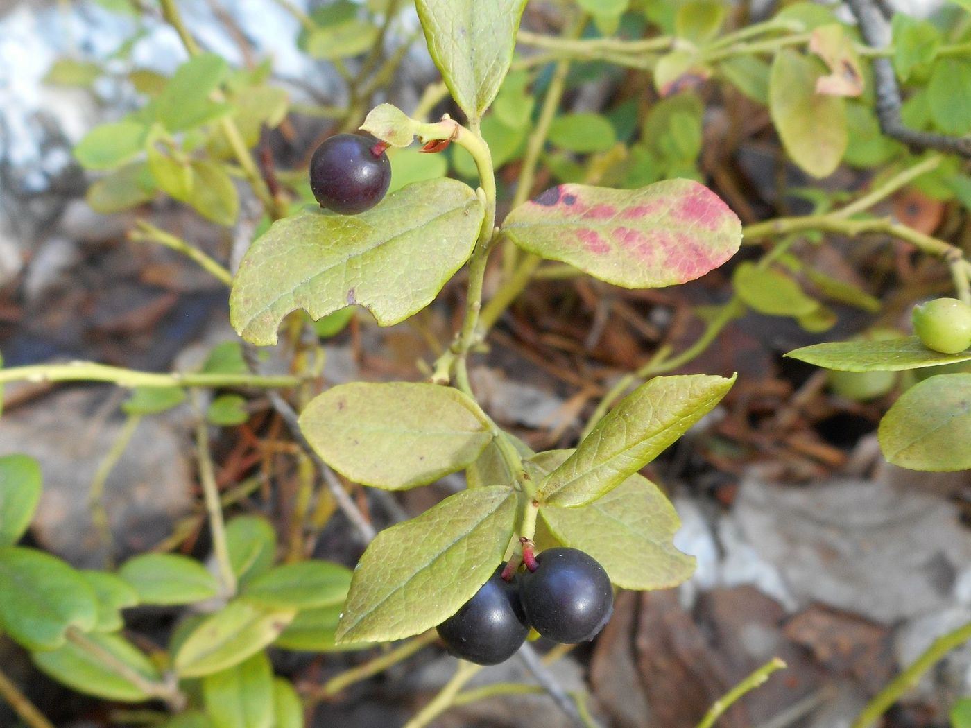 Image of Vaccinium × intermedium specimen.
