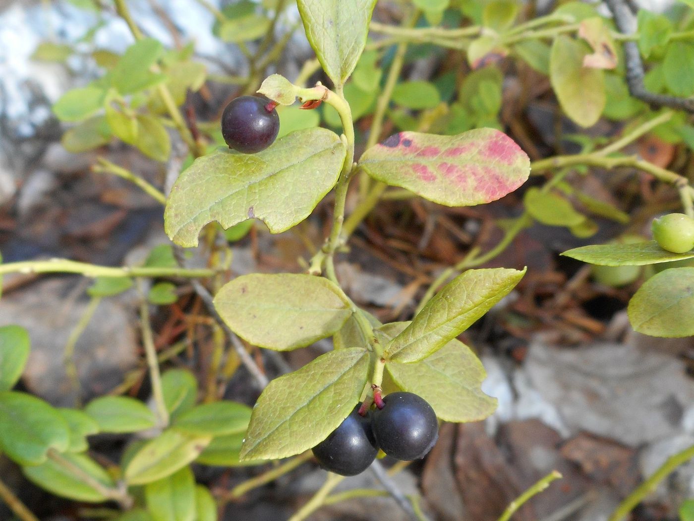 Image of Vaccinium &times; intermedium specimen.