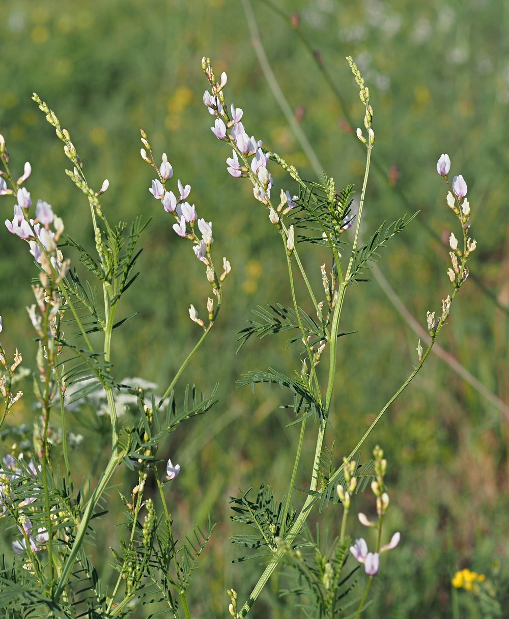 Image of Astragalus sulcatus specimen.