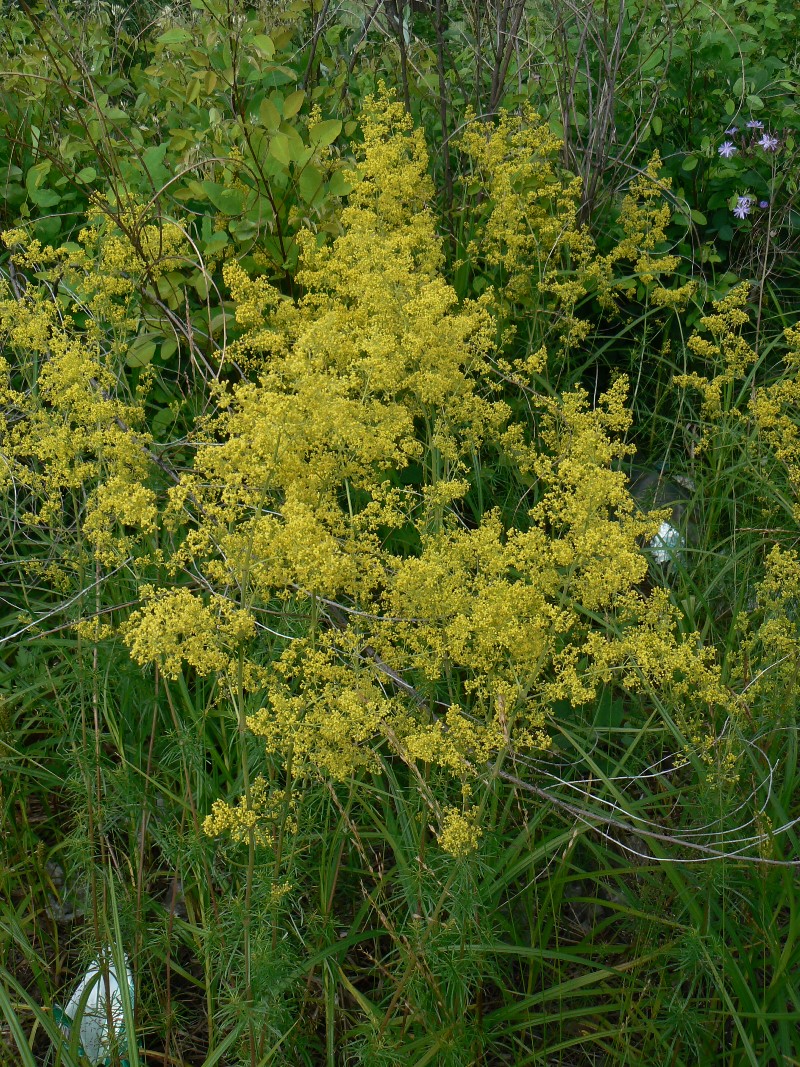 Изображение особи Galium verum.