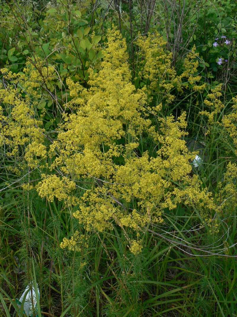 Image of Galium verum specimen.