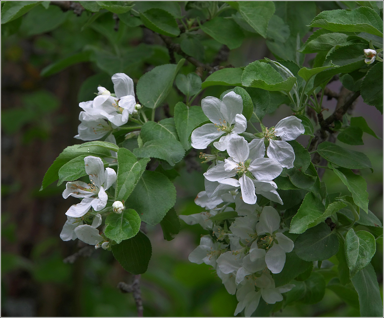 Image of Malus prunifolia specimen.