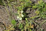 Scutellaria oreades