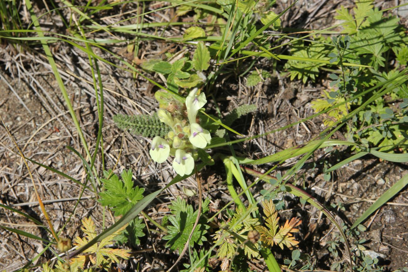 Image of Scutellaria oreades specimen.