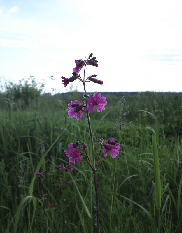 Изображение особи Viscaria vulgaris.