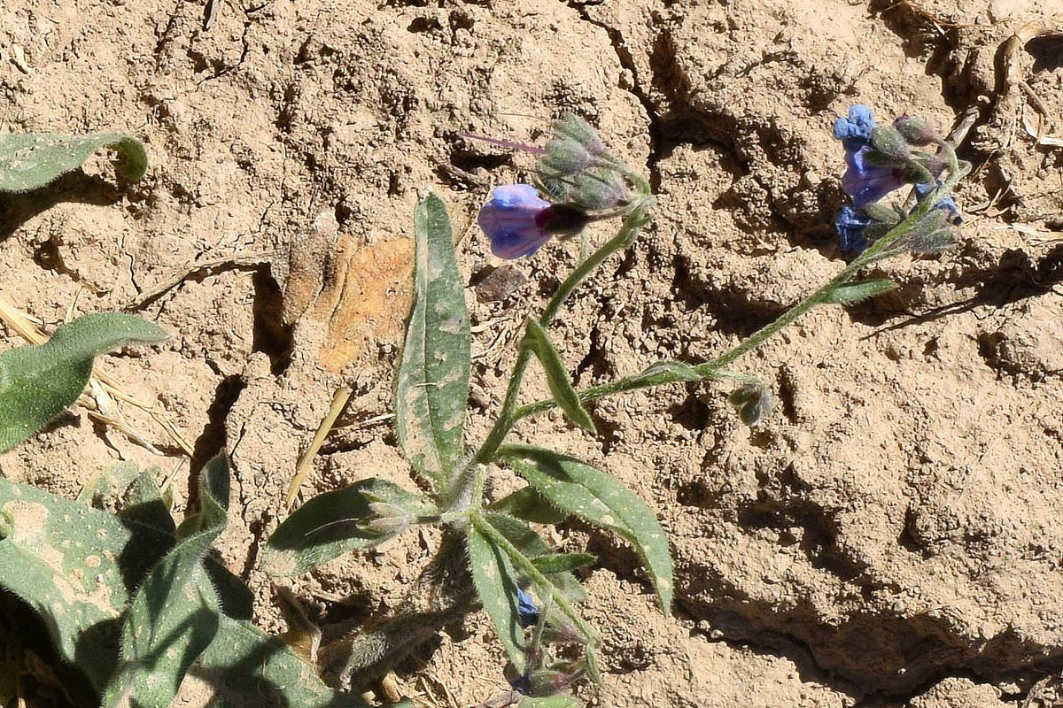 Изображение особи Lindelofia macrostyla.