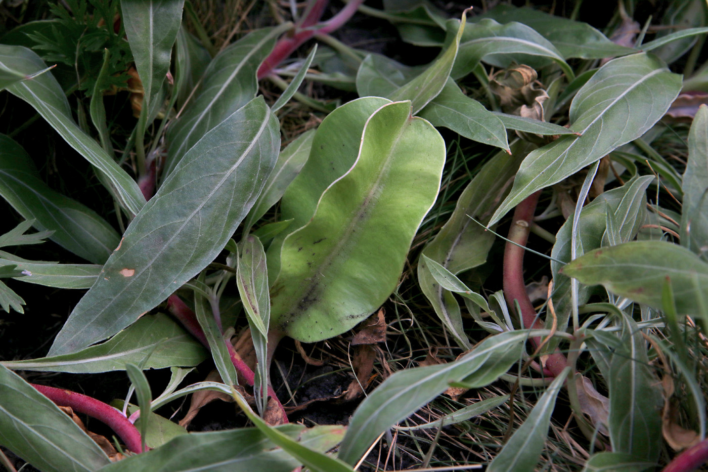 Image of Oenothera missouriensis specimen.