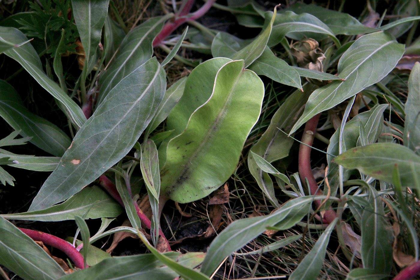 Image of Oenothera macrocarpa specimen.