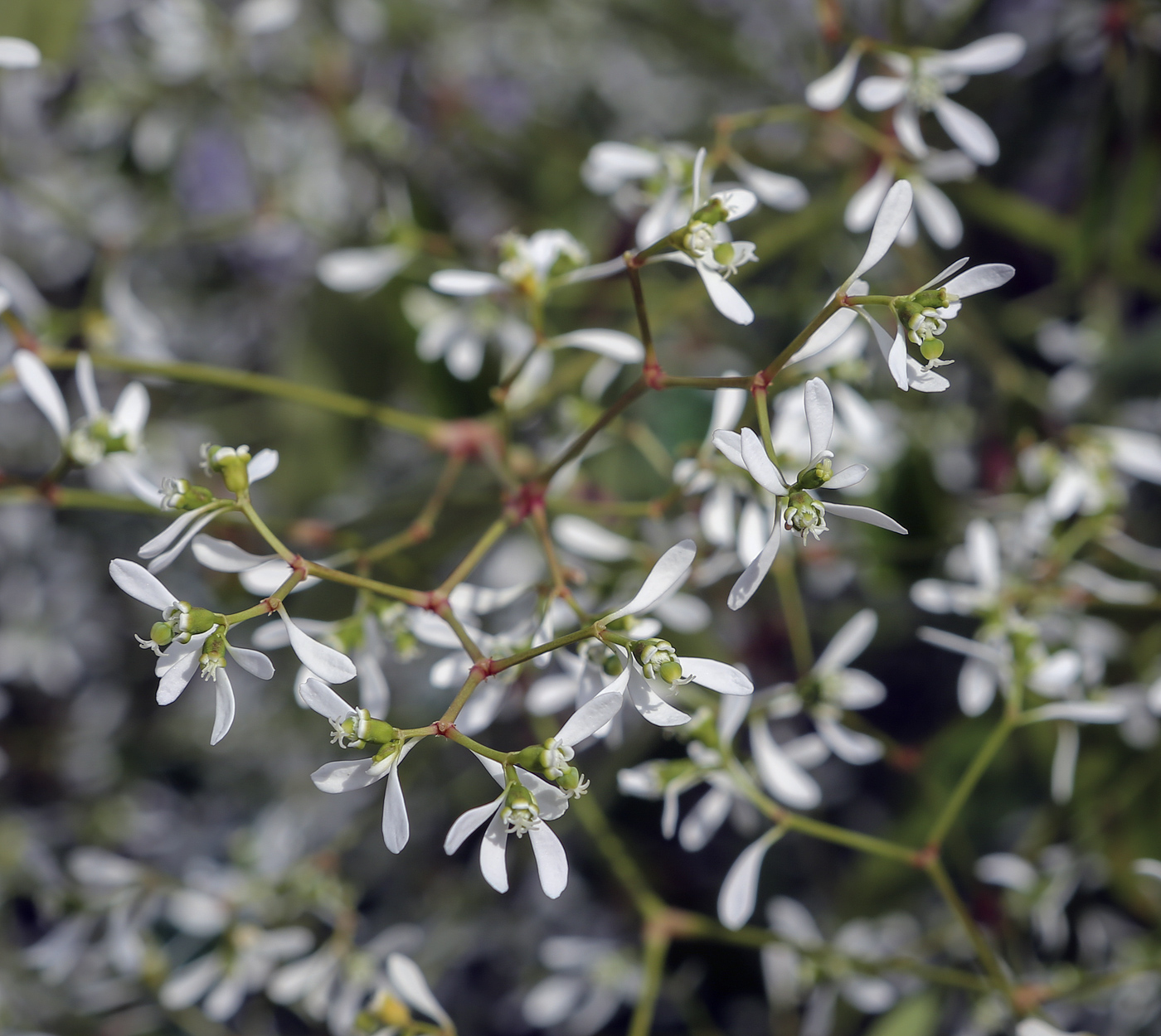 Изображение особи Euphorbia graminea.