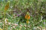 Ornithogalum dubium