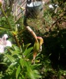 Lilium lancifolium. Завязь ('Flore Pleno'). Тверская обл., Весьегонск, в культуре. 9 августа 2021 г.