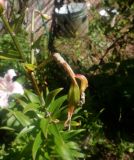 Lilium lancifolium