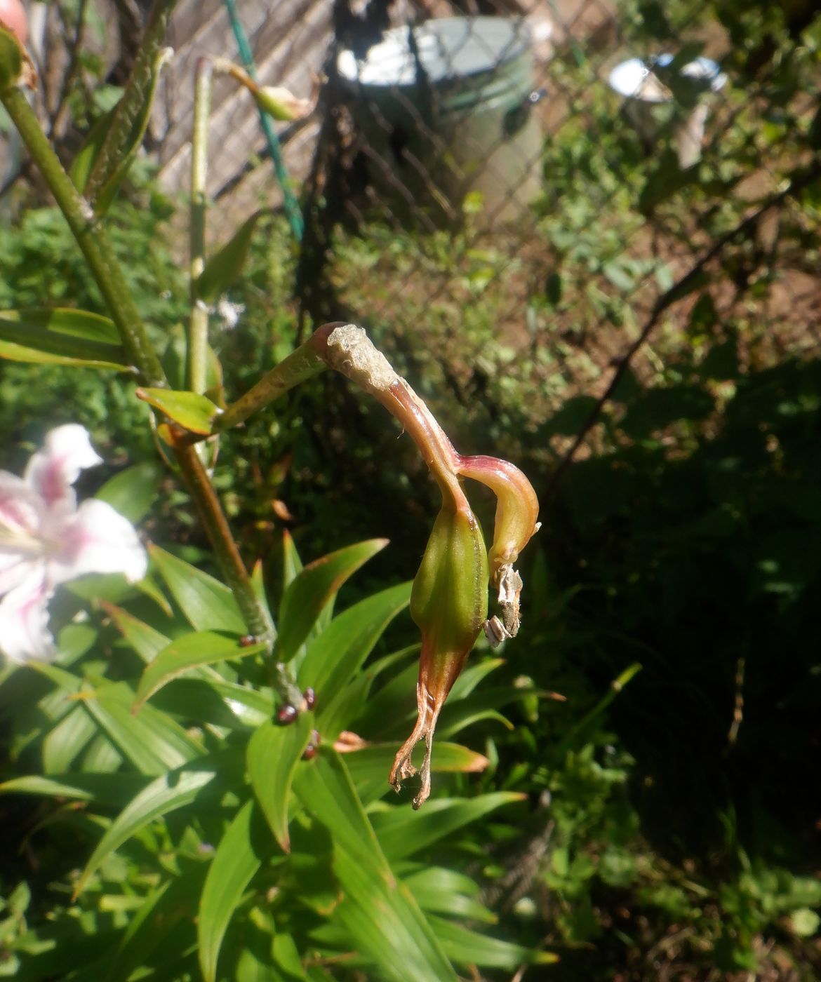 Image of Lilium lancifolium specimen.