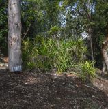 Cordyline stricta