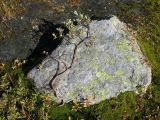 Salix lapponum. Растение на камне на зоне стока талых ледниковых вод. Норвегия, Ulvik, Finse, выс. 1222 м н.у.м., горная тундра. 14.09.2010.