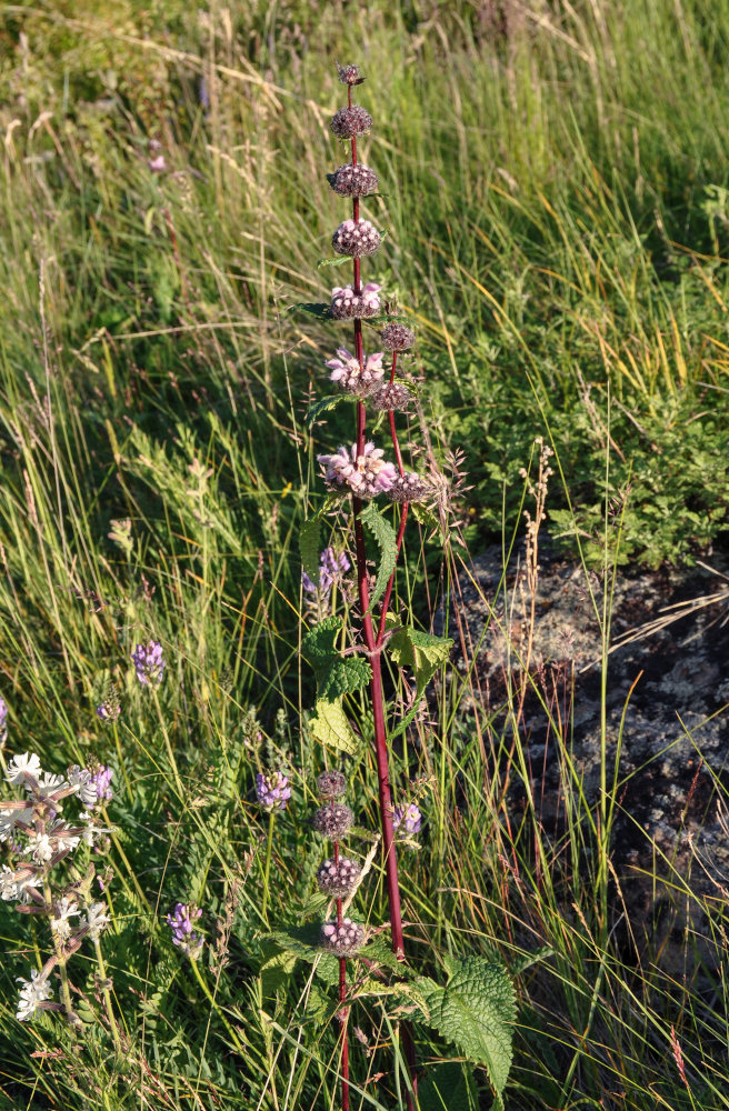 Image of Phlomoides tuberosa specimen.